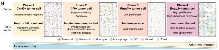 Fig.1H：将清除、immune-scarce persistence 与 MMT/outgrowth 串成总体模型，适合作为后续逐图阅读地图。