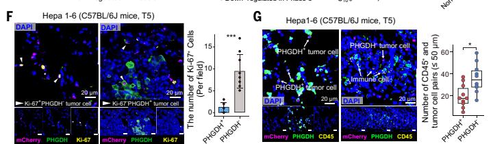 Fig.2F-G：mIF 同时显示 PHGDH、Ki-67 与 CD45 邻近关系，是静息和 immune-scarce 两个关键词的组织层核对。