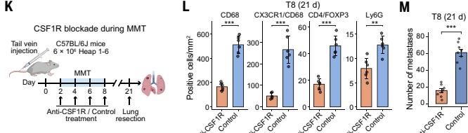 Fig.5K-M：在 MMT 时窗进行 macrophage depletion，并同时读取抑制性细胞和 T8 burden，是需求性证据的核心。