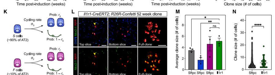 Fig.1K-N：Two-population model 与 Il1r1+ AT2 clone/organoid evidence 把 faster fraction 连到可操作的细胞亚群。