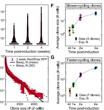 Fig.2D-G：Mutant clones 仍分成两种 growth regimes，faster-cycling fraction 扩张更强。