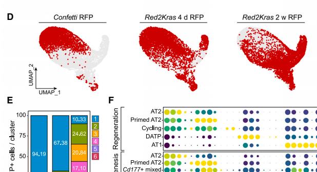 Fig.3D-E：Sample-wise state proportions 显示 Kras mutant cells 迅速离开 AT2，进入 primed、DATP-like 和 mixed states。