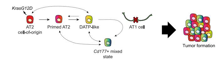 Fig.4K：工作模型将 forward reprogramming、blocked AT1 fate 与 Cd177+ mixed state 间的可逆转换连起来。