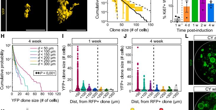 Fig.5G-J：Wild-type clone size 与 proliferation 对 mutant-clone proximity 呈梯度依赖。
