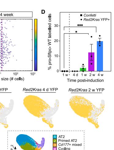 Fig.6G-H：Wild-type YFP+ neighbors 出现 cycling 和 primed regenerative states，表明 mutant clone 反向改写周围稳态。