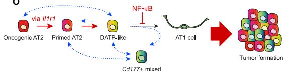 Fig.7O：Il1r1 启动 regenerative-like cascade，持续 NF-κB 阻止 AT1 differentiation，并将可逆 mixed states 连到 tumor formation。