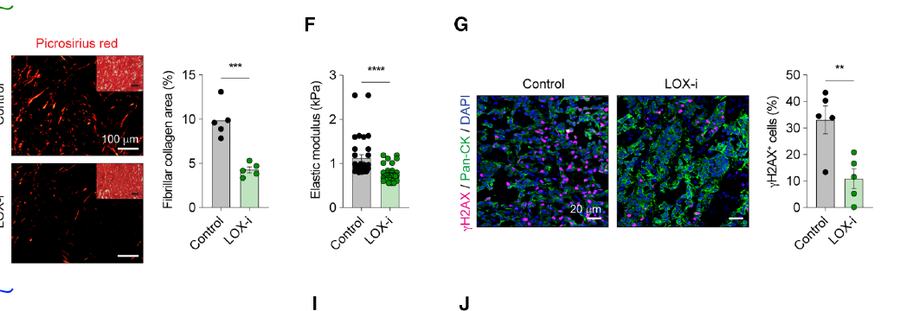Fig.1e-g:LOX inhibition lowers collagen/stiffness and epithelial γH2AX in PyMT tumours。
