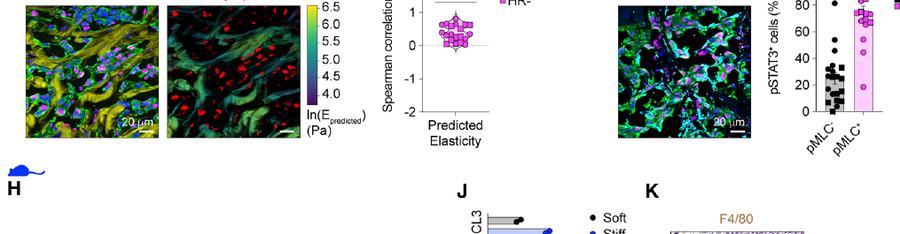 Fig.2g-i:stromal elasticity correlates with epithelial pSTAT3, and pSTAT3 enriches in contractile pMLC+ epithelial cells。