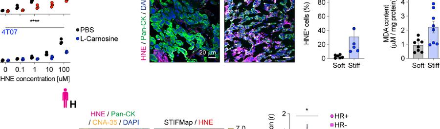 Fig.3e-g:HNE damages mammary tumour cells and stiff tumours accumulate epithelial HNE/MDA。