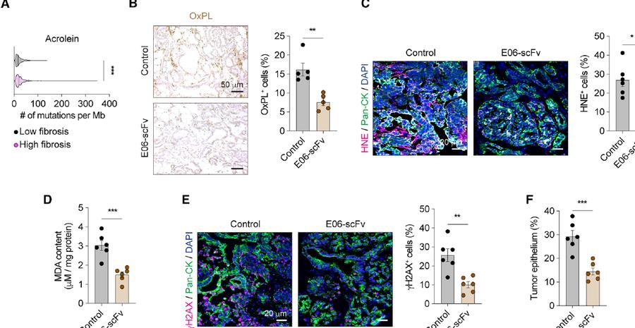Fig.4a-f:fibrotic tumours show acrolein signature contribution, and E06-scFv lowers OxPL/HNE/MDA/γH2AX/tumour content。