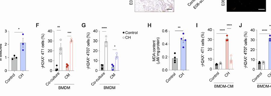 Figure S8e-j:BMDM-derived aldehydes are sufficient to transfer γH2AX-inducing activity to epithelial cells。