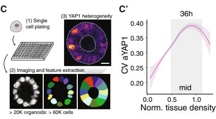 Fig.1c：高通量 density workflow 与非单调 YAP1-CV window。
