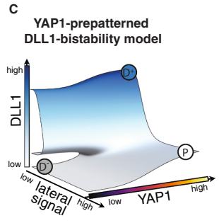 Fig.2c：YAP1 与 neighbor signal 共同塑造 DLL1 双稳态 attractor。