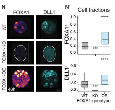 Fig.3n：FOXA1 loss- and gain-of-function 对 DLL1 pattern 的功能检验。