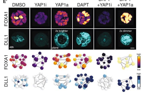 Fig.4e：六条件 YAP1/Notch 组合扰动的实验 readout。