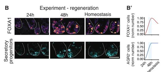 Fig.5b：irradiation 后 FOXA1/AGR2 的 in vivo regeneration time course。