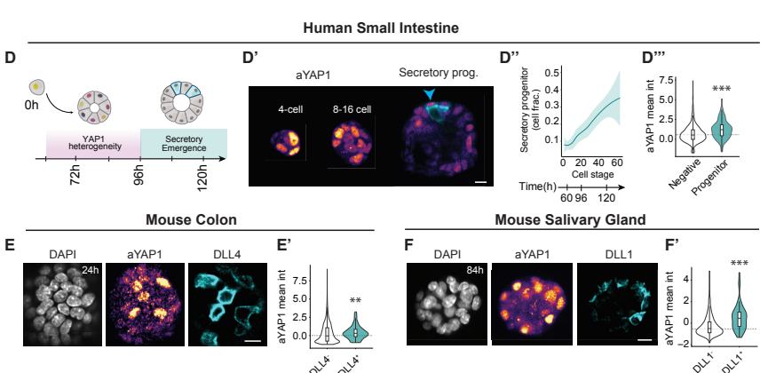 Fig.S11d-f：human intestine、mouse colon 与 salivary organoids 中 YAP/FOXA/DLL1 关系的方向一致性。